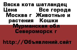 Вяска кота шатландец › Цена ­ 1 000 - Все города, Москва г. Животные и растения » Кошки   . Мурманская обл.,Североморск г.